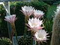 Echinopsis hybr._6